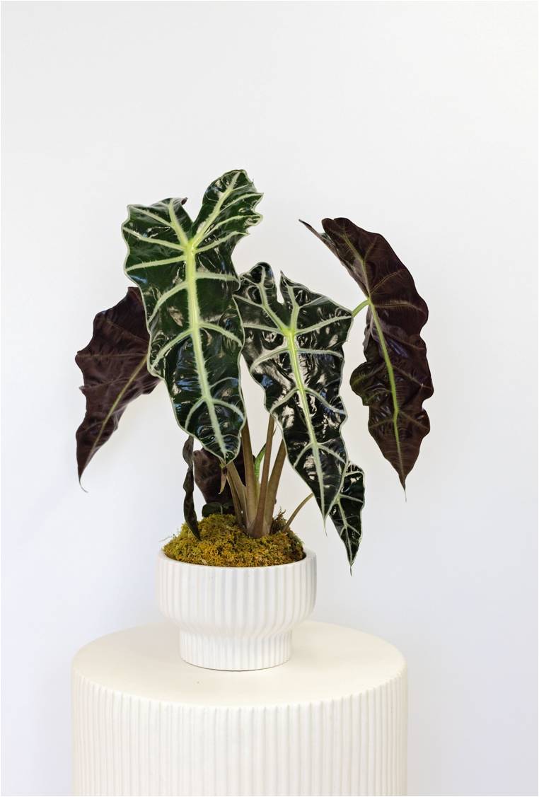 Potting Purpose
