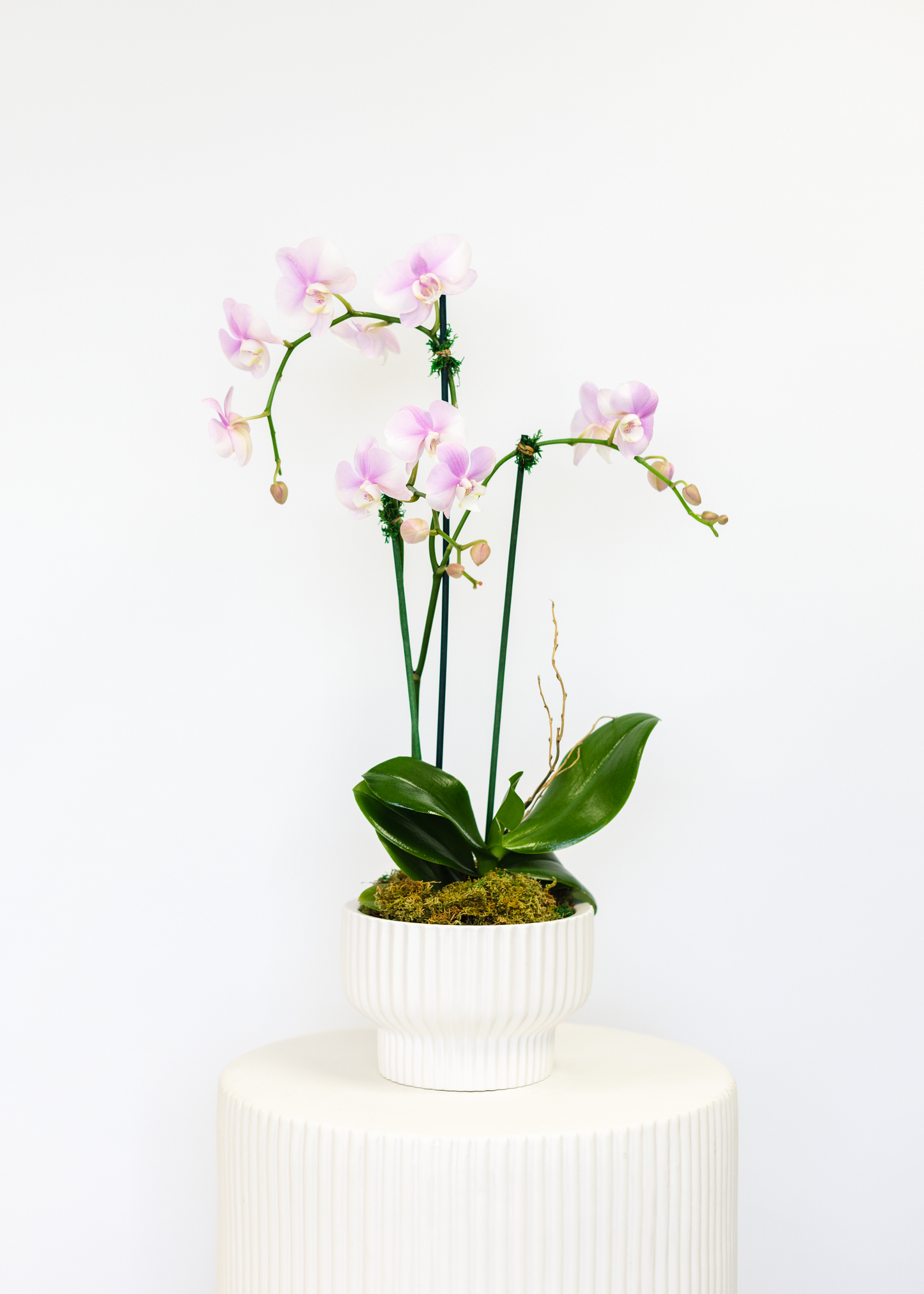 Potted Double Stemmed Orchid